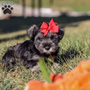 Remi, Miniature Schnauzer Puppy